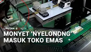 Monyet "Nyelonong" Masuk Toko Emas