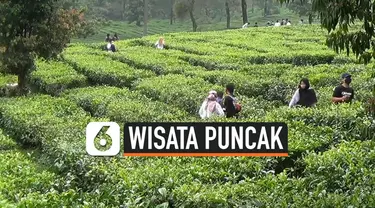 thumbnail wisata puncak