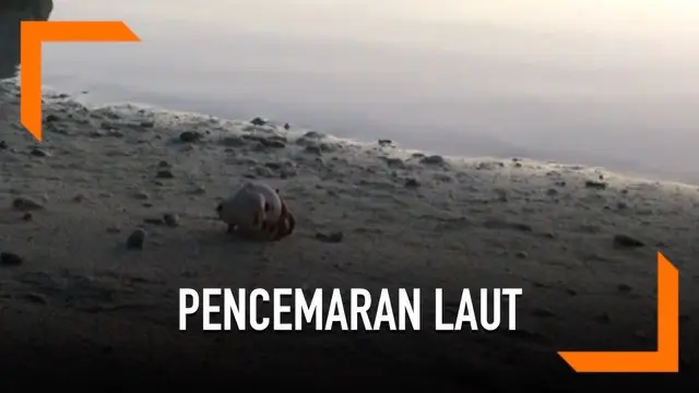 VIDEO: Kelomang Pakai Kepala Boneka Sebagai Pengganti Cangkang