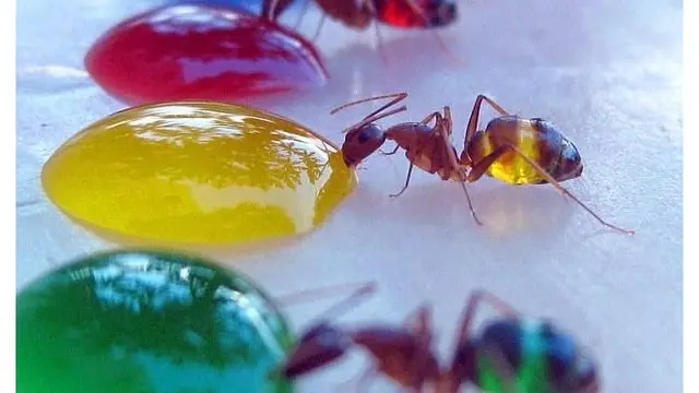6 Penampakan Hewan Bertubuh Transparan yang Tak Pernah Disangka