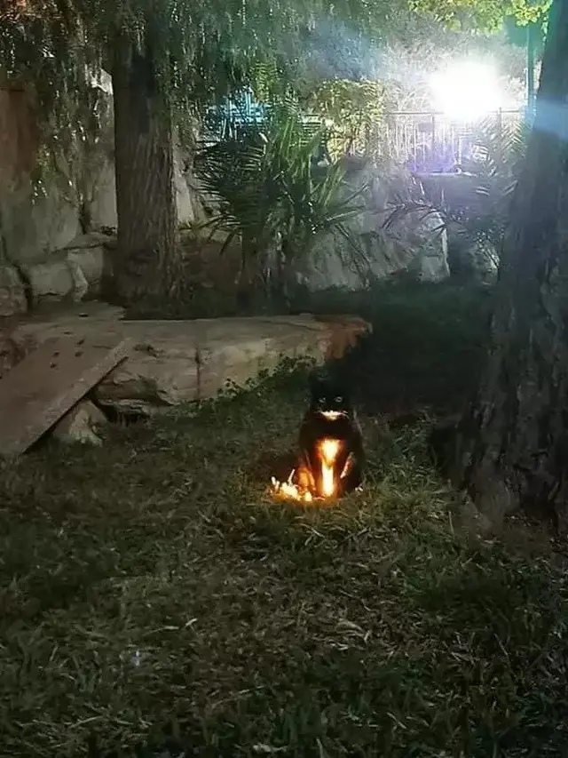 6 Momen Kucing Bikin Kaget Ini Nyeleneh Banget, Bikin Tepuk Jidat