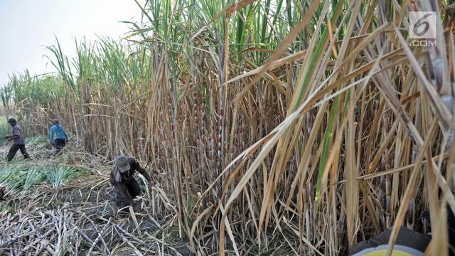 Geliat Petani Tebu di Tengah Ekspansi Gula Impor