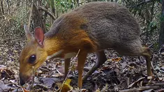 Hewan yang menyerupai perpaduan tikus dan rusa berhasil direkam di sebuah kawasan hutan di tenggara Vietnam. (GLOBAL WILDLIFE CONSERVATION / SOUTHERN INSTITUTE OF ECOLOGY / LEIBNIZ INSTITUTE FOR ZOO AND WILDLIFE RESEARCH / NCNP / AFP)