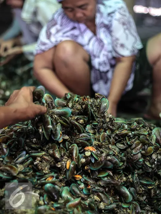 Seorang pekerja mengupas kerang hijau di kawasan Muara Angke, Jakarta, Senin (3/8/2015). Dengan penghasilan rata-rata Rp 30 ribu/hari, para buruh pengupas kerang hijau tersebut harus cukup memenuhi kebutuhan hidup keluarganya. (Liputan6.com/Faizal Fanani)