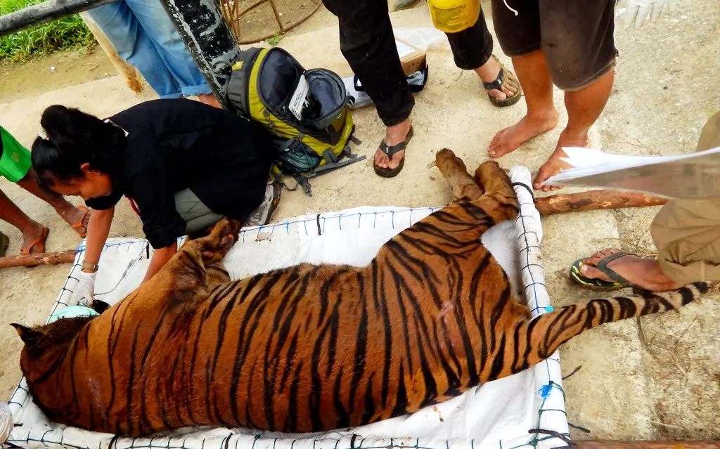 Maraknya perburuan Harimau Sumatra di kawasan konservasi, membuat MUI Bengkulu merasa perlu untuk turun tangan (Liputan6.com/Yuliardi Hardjo)