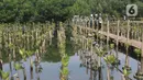 <p>Pengunjung saat berjalan di Taman Wisata Alam Mangrove, Angke Kapuk, Jakarta, Kamis (23/6/2022). Kawasan hijau seluas 99,82 hektare ini dikenal sebagai kawasan konservasi alam mangrove yang dimanfaatkan untuk wisata dan rekreasi alam. (merdeka.com/Arie Basuki)</p>