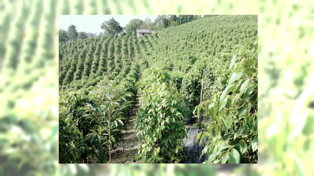 ladang merica di luwu timur