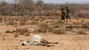 Seekor sapi tergeletak di Bandarero, Kenya, Jumat (3/3). Kenya kini tengah menghadapi kekeringan parah dan krisis pangan. (AP Photo / Ben Curtis)