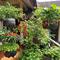 Kebun Sayur di Pot Gantung/Inspirasi Desain Taman Edible Garden Buah dan Sayur di Rumah (Sumber: gemini.com)