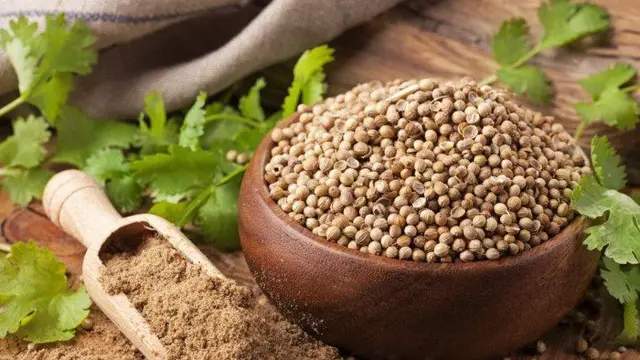 Biji Ketumbar. (foto: Pinteres/Organic Facts).