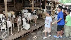 Sejumlah anak melihat kambing yang dijual untuk kurban di kawasan Tanah Abang, Jakarta, Sabtu (3/9). Untuk harga Kambing dijual dengan harga Rp2,2-5,5 juta, sedangkan harga sapi Rp18-35 juta. (Liputan6.com/Yoppy Renato)