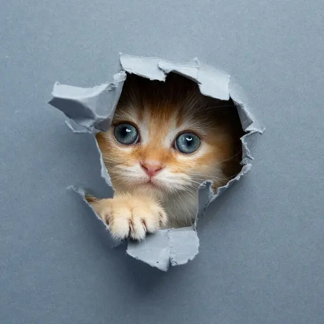 Ekspresi Kucing Lucu