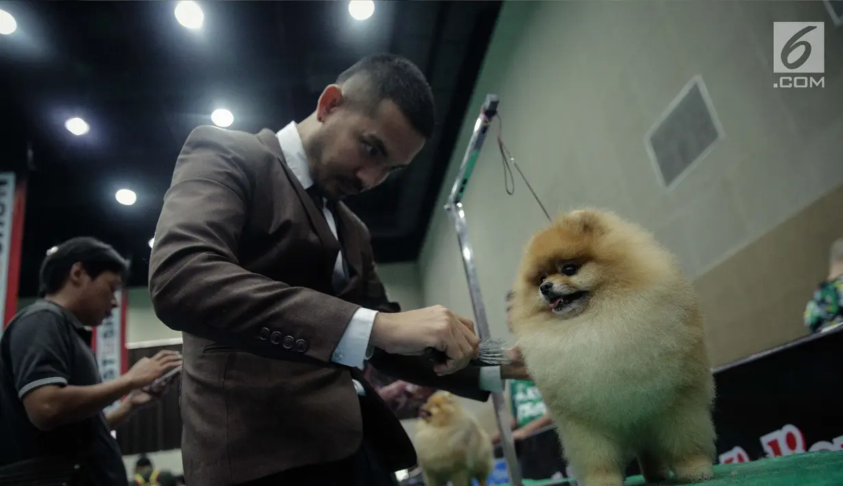 Peserta bersama anjing peranakan mengikuti kontes anjing "CAC International Dog Show 2018" di Ecovention, Ancol, Jakarta, Minggu (4/2). Kontes anjing ini diselenggarakan oleh Perkumpulan Kinologi Indonesia (Perkin). (Liputan6.com/Faizal Fanani)