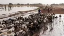 Sejumlah gembala menggiring domba-domba mereka ke wilayah yang lebih aman dari genangan air. (GUY PETERSON/AFP)