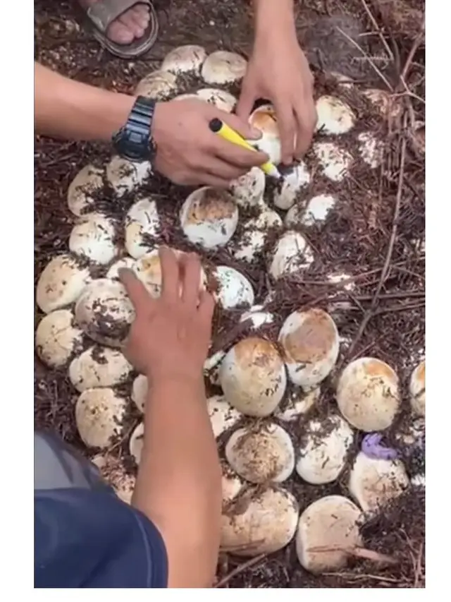 Seekor Ular Seberat 59 Kg Lengkap dengan 70 Butir Telur Ditangkap, Bikin Merinding