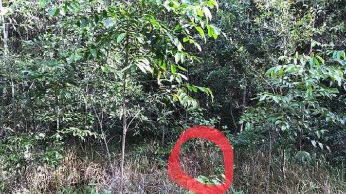 Foto ular yang ada di tengah semak belukar itu diunggah oleh kelompok Sunshine Coast Snake Catchers dan menarik perhatian pengguna media sosial (Facebook.com/Sunshine Coast Snake Catchers)