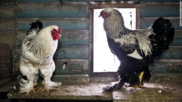 20 gambar ayam  betina lucu  Ktawa com Ayo Ketawa