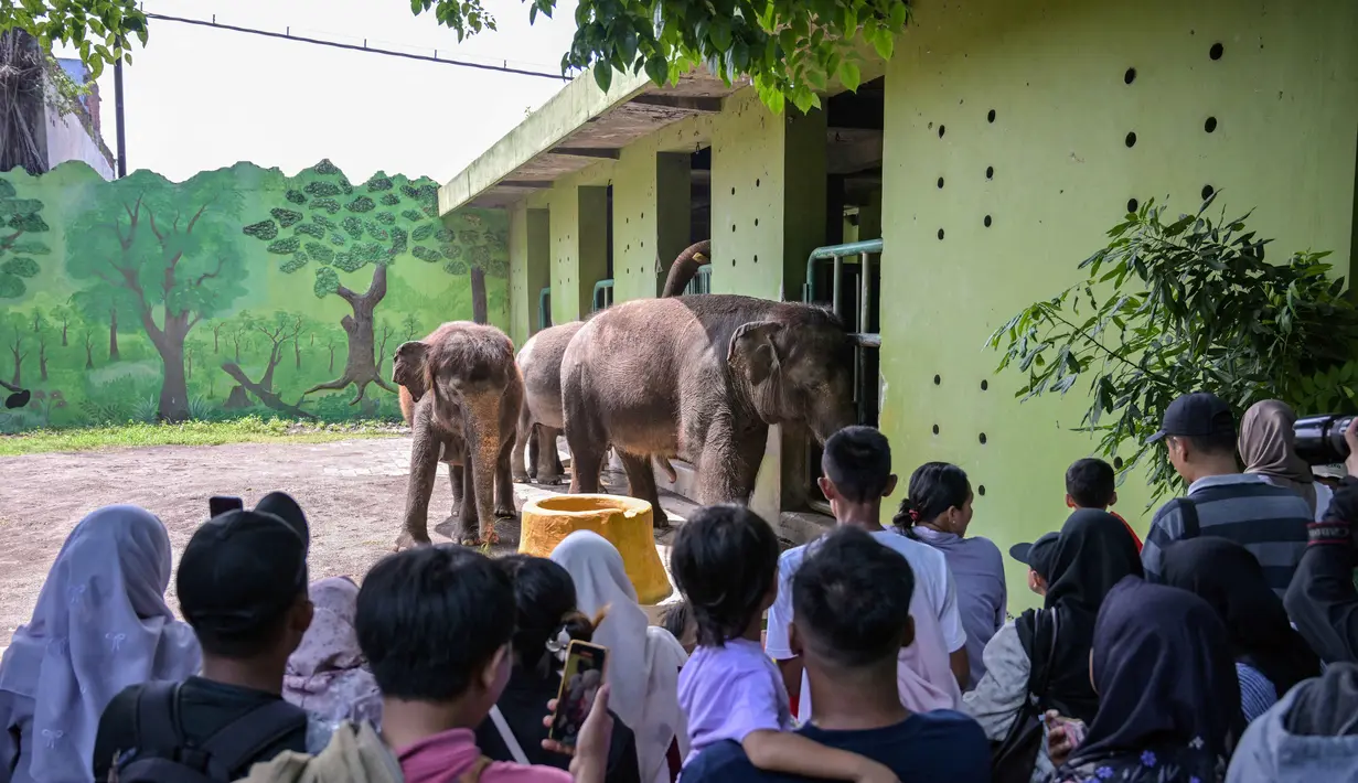 Di Kebun Binatang Surabaya (KBS), pengunjung yang rata-rata keluarga bersama anak-anak dapat bermain sekaligus belajar bersama satwa. Tampak dalam foto, pengunjung menyaksikan gajah di Kebun Binatang Surabaya, Jawa Timur, selama libur sekolah sekaligus jelang Natal dan Tahun Baru pada Minggu 21 Desember 2025. (JUNI KRISWANTO/AFP)
