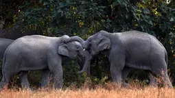 Dua gajah saat mencari makan di dekat pemukiman warga Desa Bahampur di kabupaten Nagaon, 155 km timur Guwahati, India (27/12). Fenomena ini diduga akibat kurangnya pohon untuk pangan para gajah dan habitat lainnya. (AFP Phoyo/Biju Boro)
