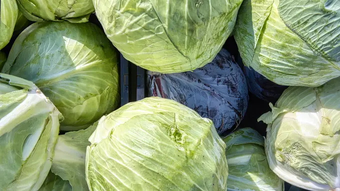 Ilustrasi resep masakan, kubis