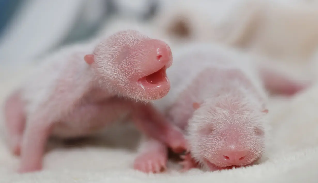 Dua bayi panda kembar berbobot masing-masing 144 gram dan 113 gram di pusat pengembangbiakan di Chengdu, China, 21 Juni 2016. Keduanya merupakan bayi pertama dari induk panda spesies panda raksasa yang langka, bernama Yali. (China Daily/via REUTERS)