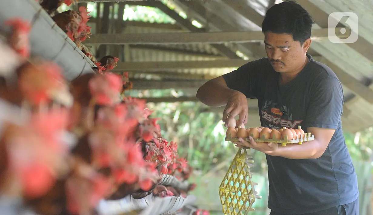 Peternak mengumpulkan telur ayam ras di peternakannya di Kampung Kebon Kopi, Pengasinan, Bogor, Kamis (15/12/2022). Menurut peternak setempat, kenaikan harga telur di tingkat peternak disebabkan tingginya permintaan pasar jelang perayaan Natal dan Tahun Baru. (merdeka.com/Arie Basuki)