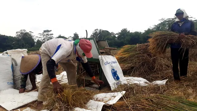 Petani memanen dini padinya untuk mengantisipasi serangan wereng yang semakin mengganas. (Foto: Liputan6.com/Muhamad Ridlo)