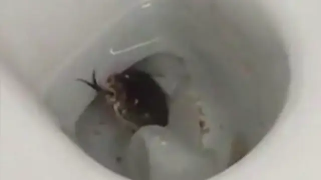 Ular yang terlihat di mangkuk kloset sebuah kantor di Upper Thomson, Singapura. (Facebook/Lim Sze Hui)