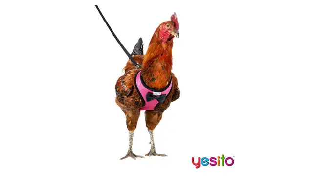 Perusahaan Ini Jual Barang Nyeleneh Untuk Ayam Alasannya Bikin Tepuk Jidat