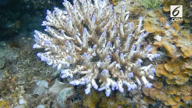 Perairan Raja Ampat di Papua Barat masuk ke dalam kawasan segitiga koral dunia karena keindahan dan keanekaragaman terumbu karangnya.