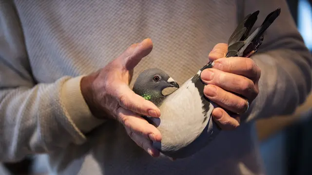 Burung Merpati.