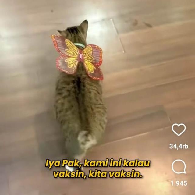 Balai Kota Pelihara Banyak Kucing dan Punya Komunitas, Pramono Anung Minta Semua Dimandikan.  foto: (dok.Instagram @pramonoanungw/https://www.instagram.com/reel/DHxflF9IXLy/Henry)
