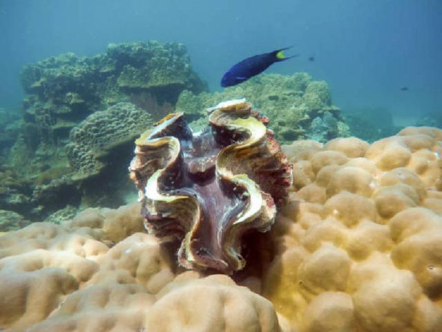 Norovirus Merajalela Di Tiram Mentah Lebih Dari 200 Orang Sekarat Health Liputan6 Com