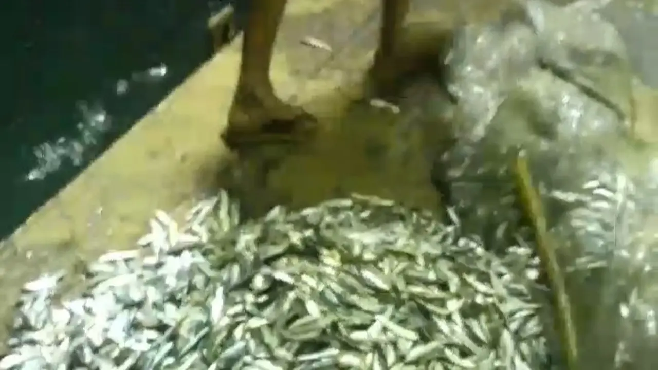 Tangkapan layar video amatir warga