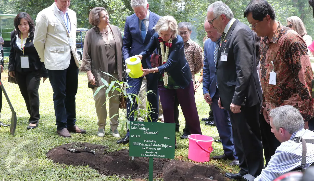 Putri Astrid (tengah) didampingi sejumlah Menteri delegasi Kerajaan Belgia menyiram pohon bambu (Bambusa lako Widjaja/Poaceae) yang baru ditanmanya di Kebun Raya Bogor, Jawa Barat, Rabu (16/3). (Liputan6.com/Faizal Fanani)