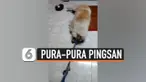 PURA-PURA PINGSAN