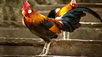 4 Negara Ini Punya Tradisi Unik Dapatkan Jodoh di Tahun Baru