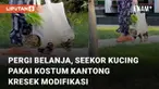 Seekor kucing diajak pergi belanja oleh majikannya menarik perhatian