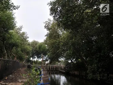 Kondisi hutan mangrove atau bakau di sekitar pesisir Kamal Muara, Penjaringan, Jakarta, Rabu (21/3). Dilansir dari laman data.jakarta.go.id, saat ini total luas hutan bakau di pesisir Jakarta sekitar 430 hektare. (Merdeka.com/ Iqbal S. Nugroho)
