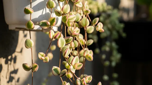 Calico Kitten (Crassula pellucida ‘Variegata’)