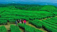 Wista kebun teh, salah satu destinasi wisata di Lumajang yang patut diunjungi saat libur lebaran (Istimewa)