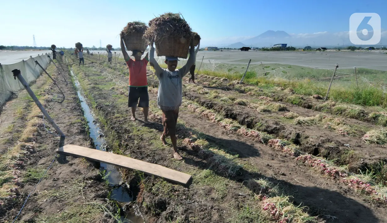 Petani membawa bawang merah hasil panen di kawasan Leces Probolinggo, Jawa Timur, Minggu (29/8/2021). Harga bawang merah di tingkat petani turun drastis dari Rp 25 ribu per kg kini hanya Rp 15 ribu per kg. (merdeka.com/Arie Basuki)