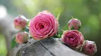 Gambar Bunga Mawar Merah Jambu (Sumber:Pixabay)