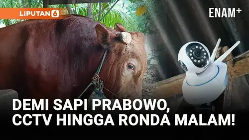 VIDEO: Sapi Kurban Prabowo Dijaga Ketat, CCTV Hingga Ronda Malam!