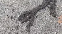 Larva spesies agas yang dikenal sebagai "Plen" di Polandia dan "Heerwurm" di Jerman. (YouTube/Feel the gravel!)