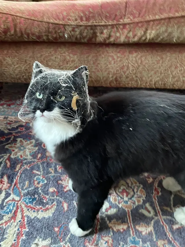 7 Potret Nyeleneh Kucing Terperangkap Sarang Laba-Laba Ini Kocak