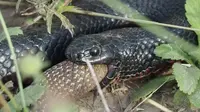 Detik-Detik Aksi Kanibal Ular Berbisa Makan Ular