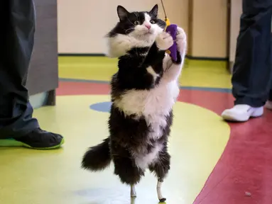 Seekor kucing bernama Pooh berumur 1 tahun menggunakan kaki palsu bionic saat bermain di Sofia Central Vet Clinic, Bulgaria, (31/1). Pooh kehilangan kedua kakinya usai mengalami kecelakaan kereta pada April 2016 lalu. (AFP Photo/Nikolay Doychinov)