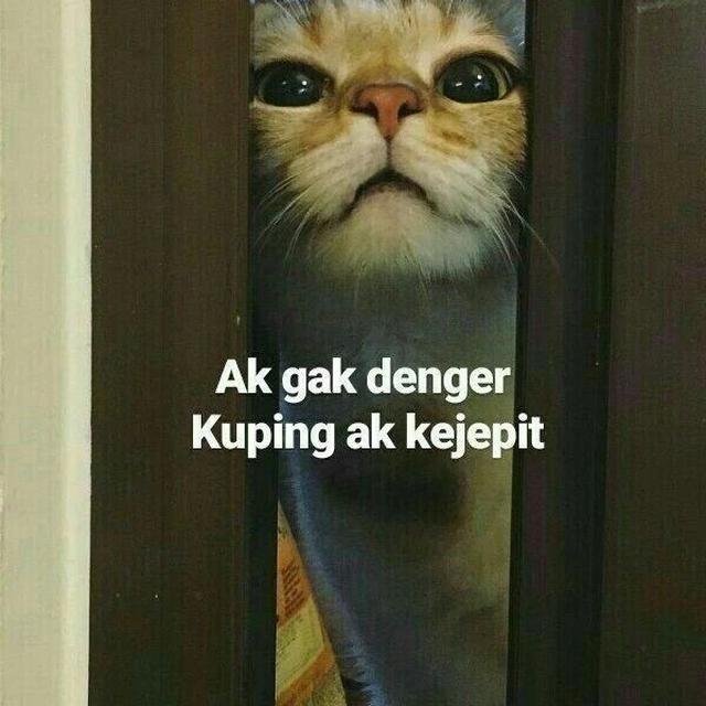 6 Meme Lucu Kucing Ini Bikin Geregetan, Cocok Buat Stiker WhatsApp