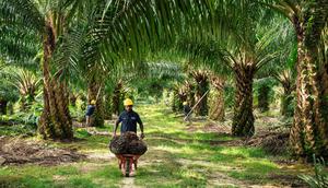 PT Austindo Nusantara Jaya Tbk (ANJT). (Foto: Austindo Nusantara Jaya)